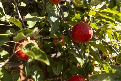 Photo of property in 310a Scott Street, Witherlea, Blenheim, 7201