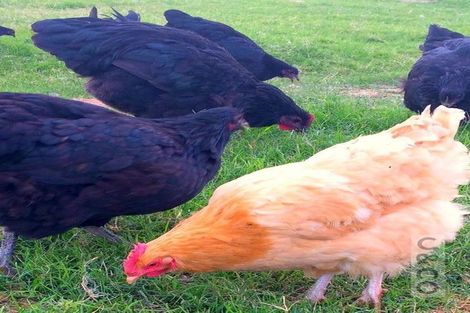 Photo of property in 306 Taiapa Road, Muriwai, 0881