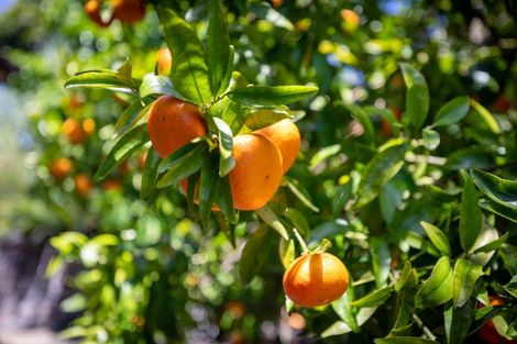 Photo of property in 177 Welcome Bay Road, Welcome Bay, Tauranga, 3112