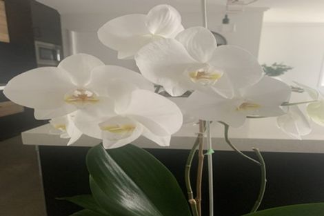 Photo of property in 26 Te Kaka Place, Omokoroa, 3114