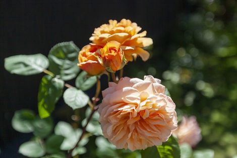 Photo of property in 9-11 Rosebank Grove, Waikanae, 5036