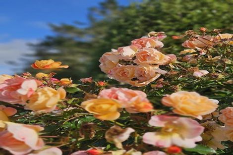 Photo of property in 728 Peak Road, Helensville, 0875