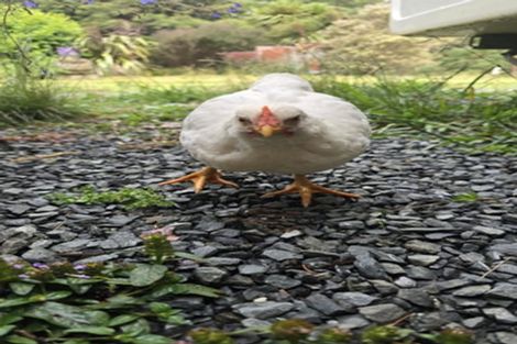 Photo of property in 656 Takahue Road, Takahue, Kaitaia, 0481