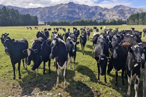 Photo of property in 481 Camp Hill Road, Hawea Flat, Wanaka, 9382