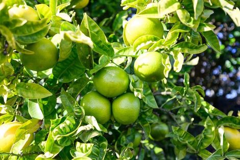 Photo of property in 6 Flower Street, Bulls, 4818