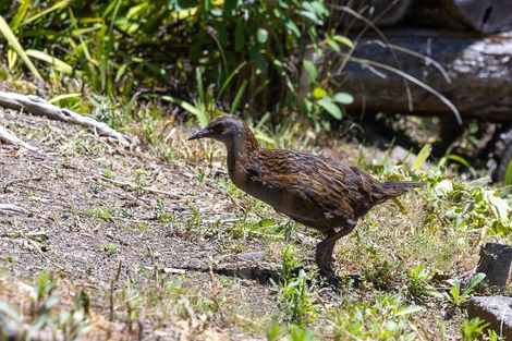 Photo of property in 165 North Cove, Kawau Island, 0920