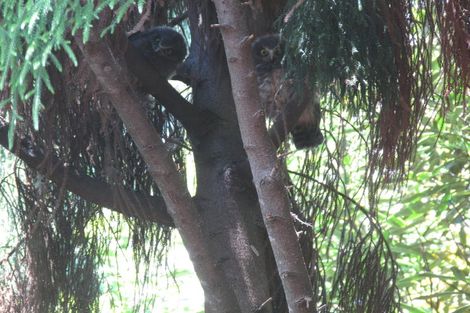 Photo of property in 258a St Andrews Road, Epsom, Auckland, 1023