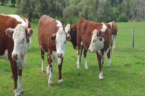 Photo of property in 59 Fletcher Road, Ngahinapouri, Hamilton, 3290