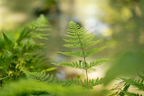 Photo of property in 246 Gray Road, Te Kamo, Kamo, 0185