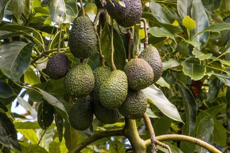 Photo of property in 135 Willoughby Road, Tahawai, Katikati, 3170