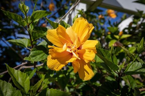 Photo of property in 1 Tilby Drive, Matua, Tauranga, 3110