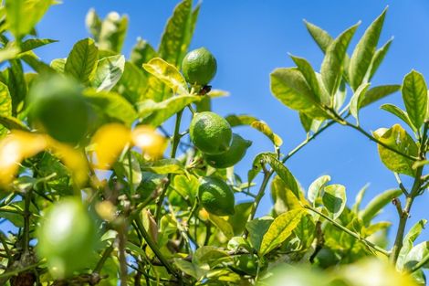 Photo of property in 83 Pasadena Crescent, Totara Park, Upper Hutt, 5018