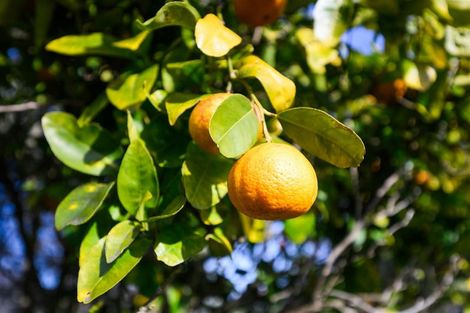 Photo of property in 6 Flower Street, Bulls, 4818