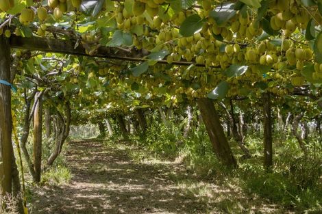 Photo of property in 231 Walford Road, Aongatete, Katikati, 3181