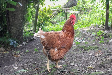 Photo of property in 78 Russell Road, Huntly, 3700