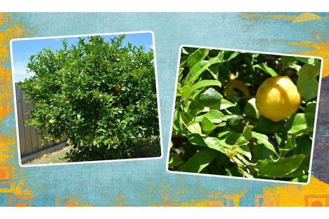 Photo of property in 4 Syme Crescent, Kawerau, 3127