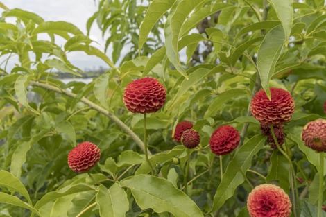 Photo of property in 71 Margaret Drive, Omokoroa, 3114