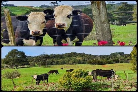 Photo of property in 74 Tarrant Road, Helensville, 0875