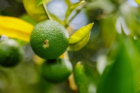 Photo of property in 118 Wiroa Road, Kerikeri, 0293