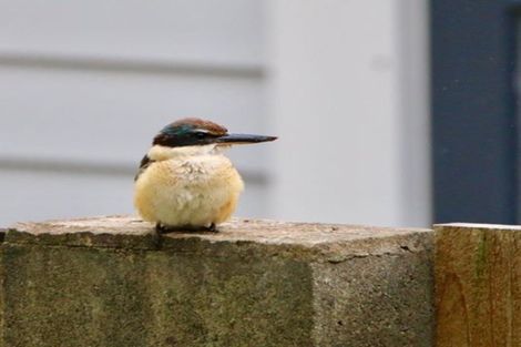 Photo of property in 7 Elmslie Road, Pinehaven, Upper Hutt, 5019