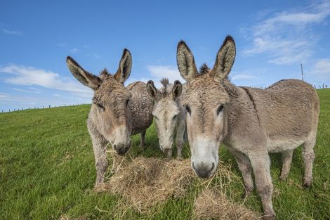 Photo of property in 83 Price Road, Springfield, Whangarei, 0178