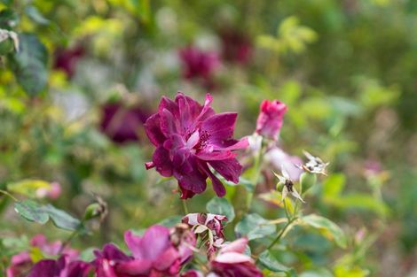 Photo of property in 84 Jellicoe Street, Greytown, 5712