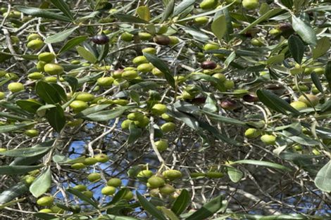 Photo of property in 126 Oneriri Road, Kaiwaka, 0573