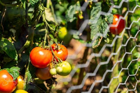 Photo of property in 4 Hebe Lane, Maungaturoto, 0520