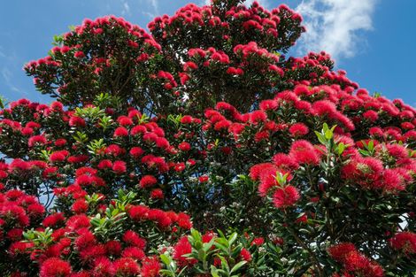 Photo of property in 20 Taumata Road, Omaha, 0986