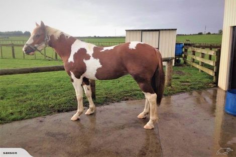 Photo of property in 315 Mercer Ferry Road, Mercer, Tuakau, 2696