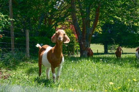 Photo of property in 72 Gears Road, Kinleith, Atiamuri, 3078