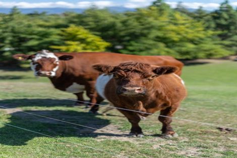 Photo of property in 56 Fairbourne Drive, Fairhall, Blenheim, 7272