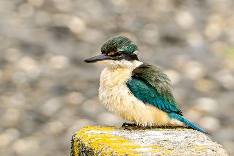 Photo of property in 46 Bayview Crescent, Duvauchelle, 7581