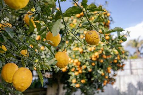 Photo of property in 58 Boucher Avenue, Te Puke, 3119