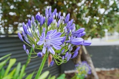 Photo of property in 42 Joseph Street, Waverley, Invercargill, 9810