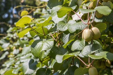 Photo of property in 231 Walford Road, Aongatete, Katikati, 3181