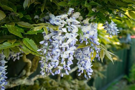 Photo of property in 8 Rockside Road, Glenleith, Dunedin, 9010