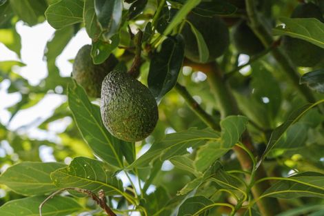 Photo of property in 259 Wainui Road South, Whakamarama, Katikati, 3181