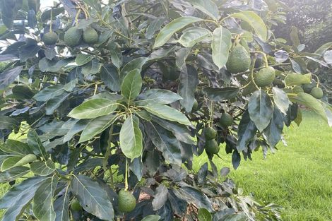 Photo of property in 109a Plummer Road, Whakamarama, Tauranga, 3179