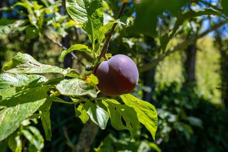 Photo of property in 92 Pauls Road, Rapaura, Blenheim, 7273