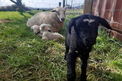 Photo of property in 23 Rameka Creek Road, Motupipi, Takaka, 7183