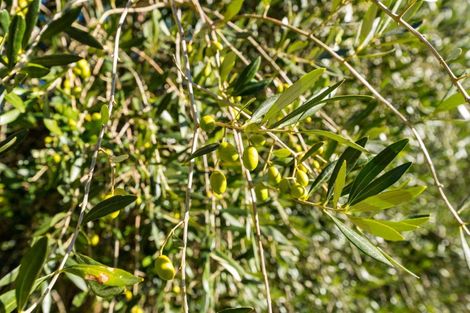 Photo of property in 488 Wakamarina Road, Canvastown, Havelock, 7178