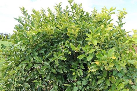 Photo of property in 72 Beach Road, Dargaville, 0310