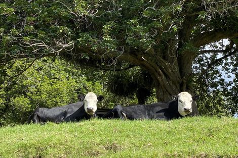 Photo of property in 146 Horeke Road, Okaihau, 0475