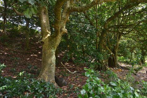 Photo of property in 34 Angus Lane, Te Kamo, Whangarei, 0112