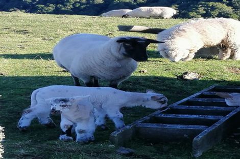 Photo of property in 76 Charnley Way, Kinloch, Taupo, 3385