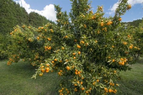 Photo of property in 92 Pukakura Road, Katikati, 3178