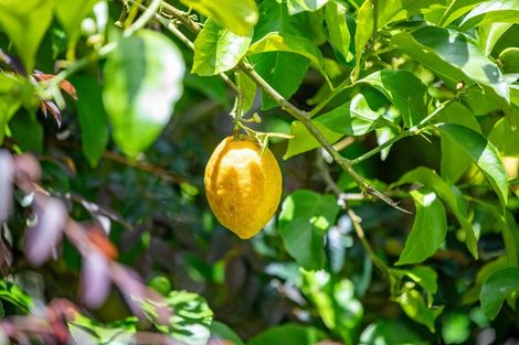 Photo of property in 42 Woodburn Avenue, Flagstaff, Hamilton, 3210