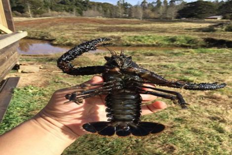 Photo of property in 1426 Waitaanga Road, Waitaanga, Ohura, 3980