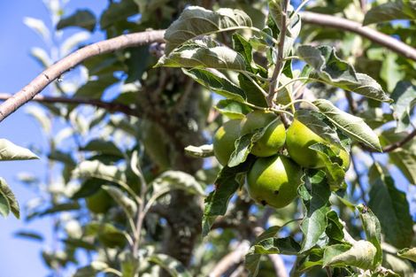 Photo of property in 136a Monarch-downs Way, Warkworth, 0982